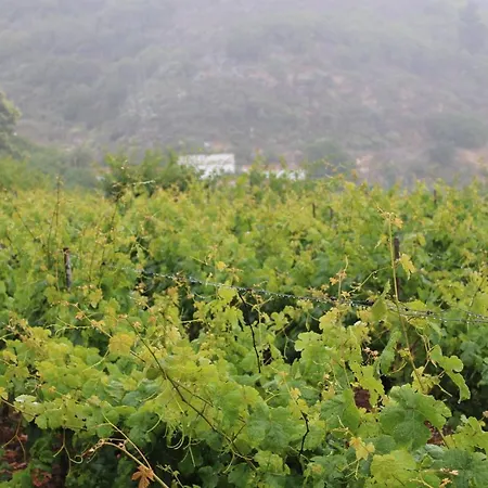 Finca El Cole * Las Palmas de Gran Canaria